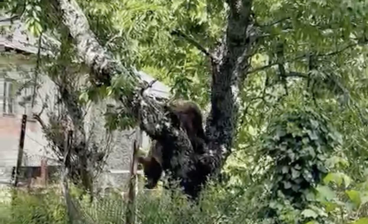 Los osos se suben a los cerezos en el norte de León