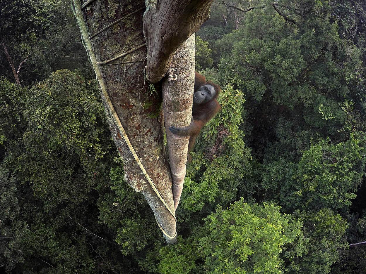 Orangután trepando por un árbol en la región de la Sonda, Borneo (Asia)  © Tim Laman / National Geographic