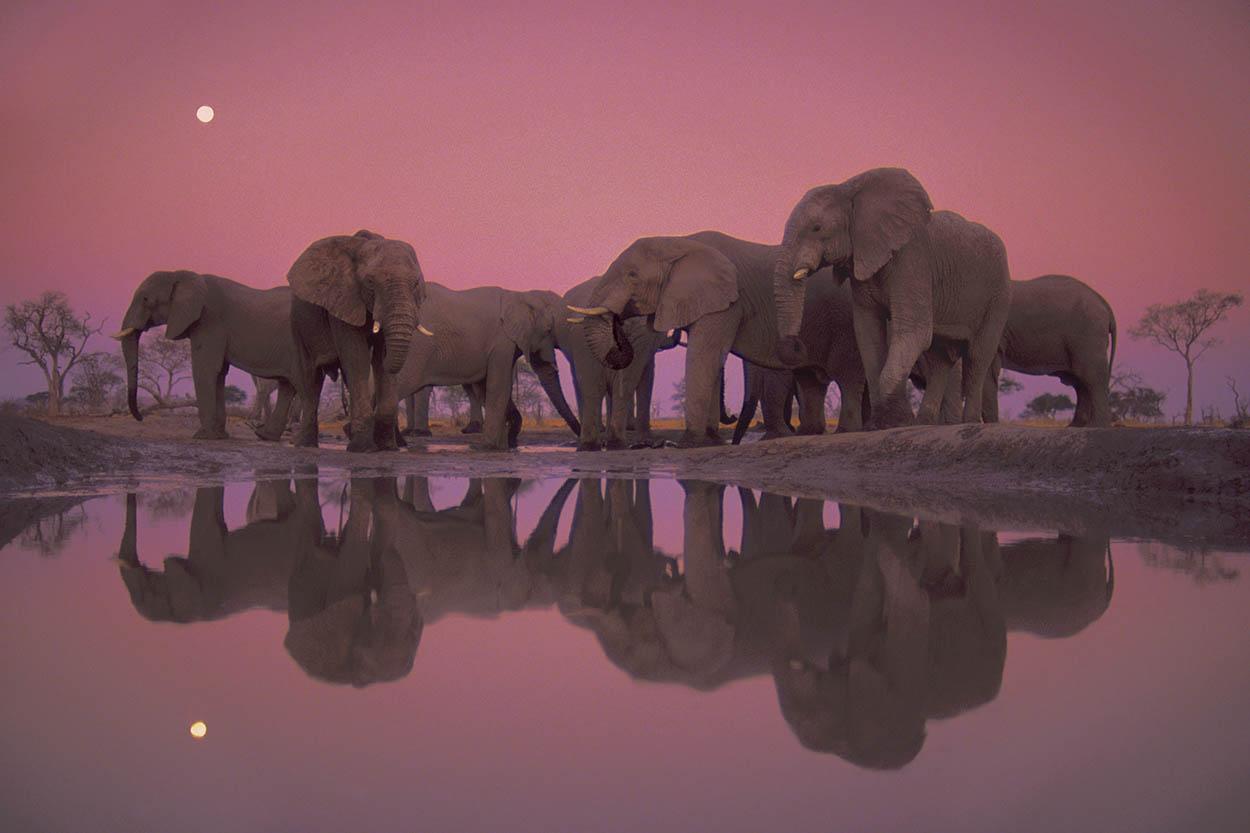 Elefantes en una poza del Parque Nacional de Chobe (Botsuana). Fotógrafo: Frans Lanting / National Geographic