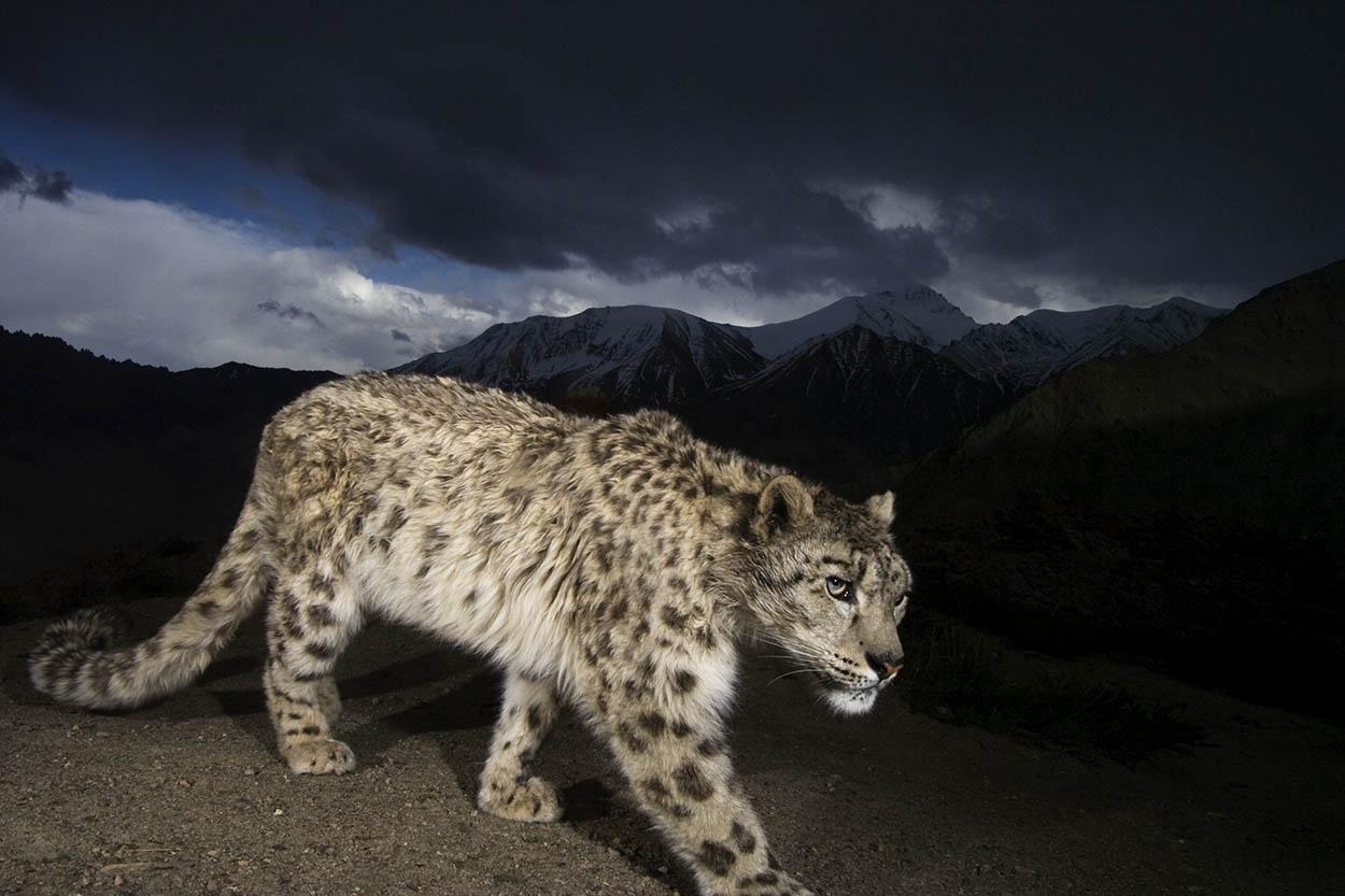 Leopardo de las nieves. Parque Nacional de Hemis, Ladakh, India. © Fotógrafo: Steve Winter / National Geographic