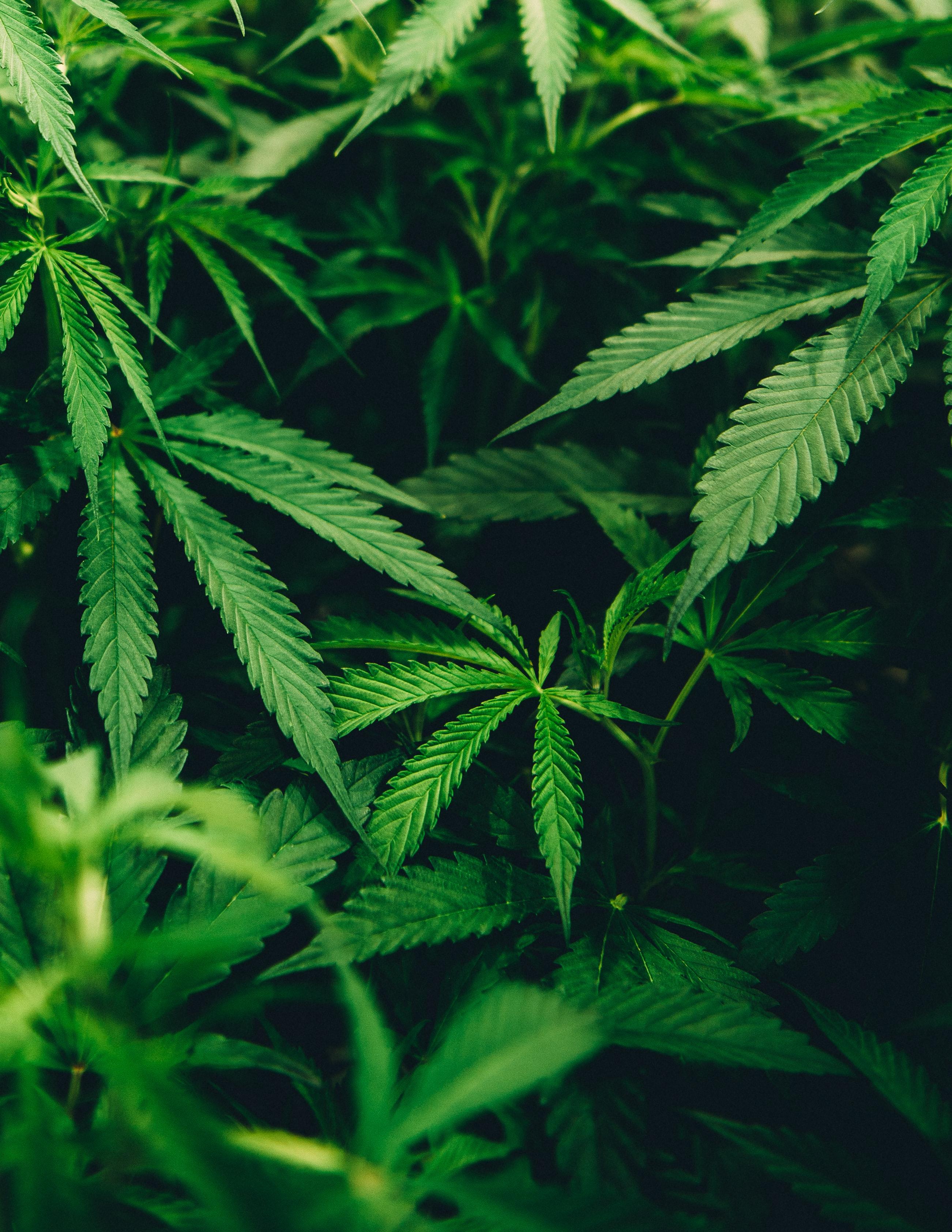 Plantas de cannabis. Unsplash