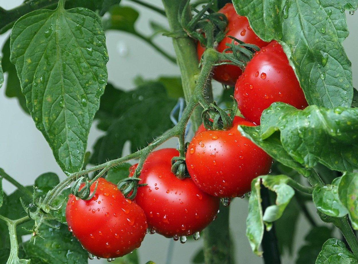 Los tomates son muy beneficiosos para la salud