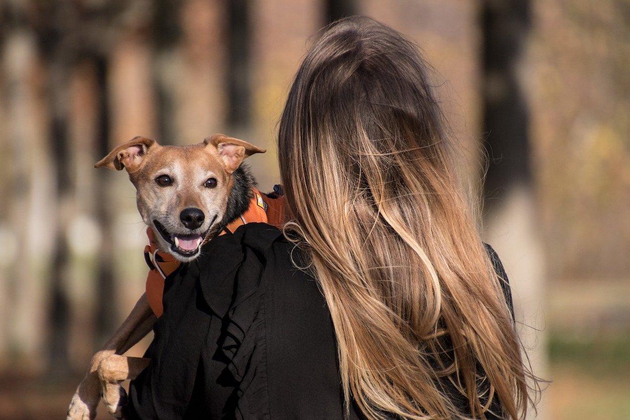 VioPet es un programa de acogida de animales para víctimas de violencia machista