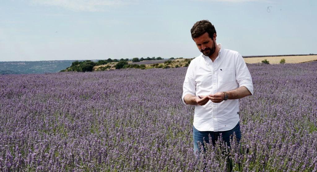 El presidente del Partido Popular, Pablo Casado, en los campos de lavanda de Brihuega.