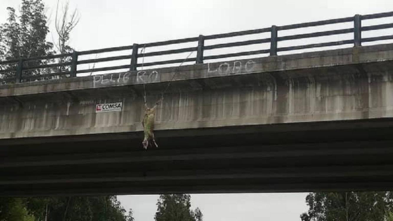 Imagen de la oveja colgada de un puente