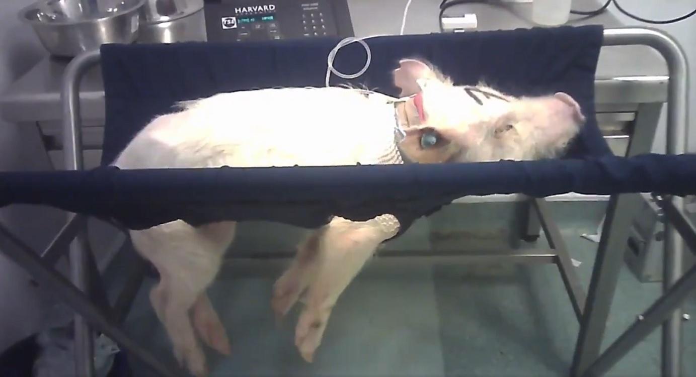 Imágenes del maltrato de Vivotecnia a los animales. Cruelty Free International