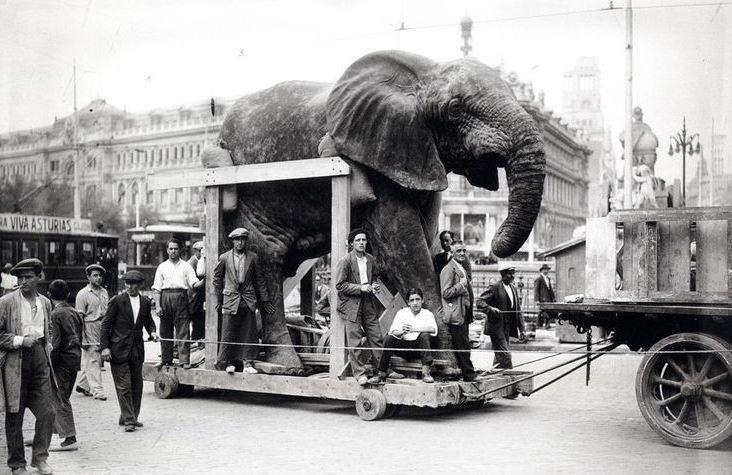 Una vez armado el elefante desfiló por todo el paseo Prado y la Castellana. Eso si que fue pasarela Cibeles