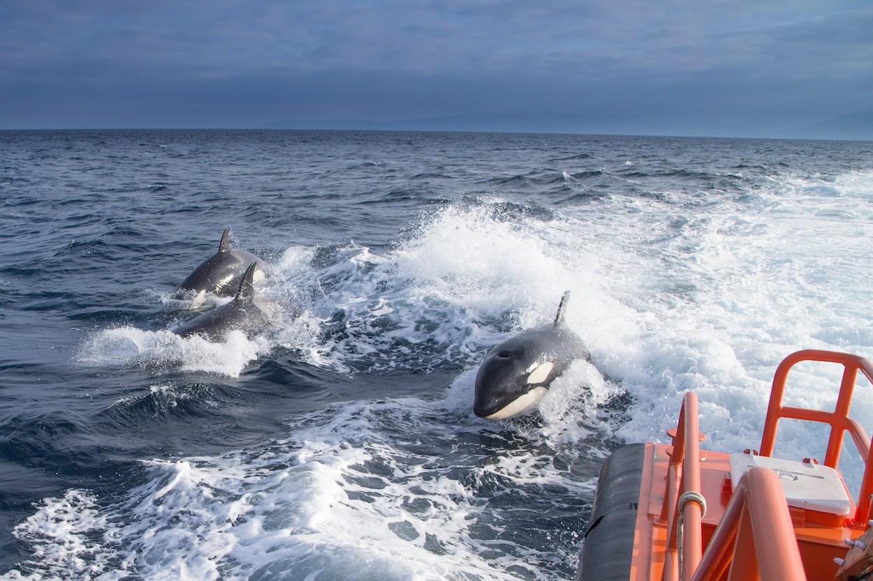 Orcas persiguiendo un barco. MINISTERIO DE TRANSPORTES, AMOVILIDAD Y AGENDA URBANA