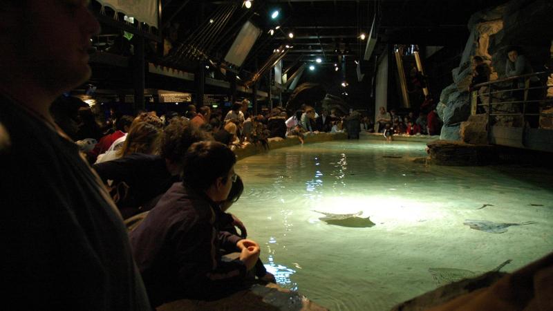 Acquario di Genova vasca delle razze