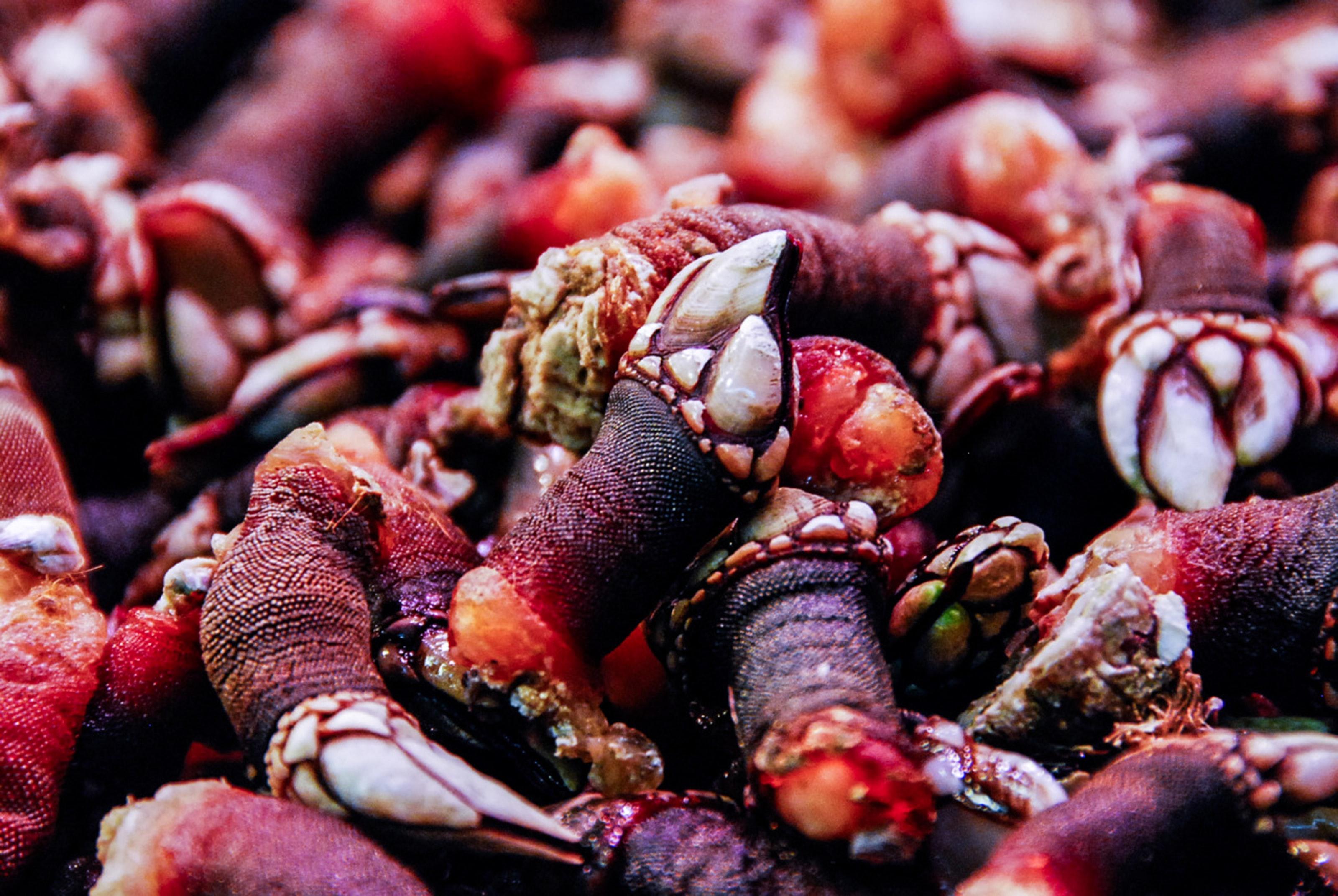 Percebes. Unsplash