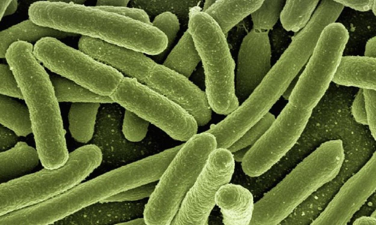 Cómo prevenir las intoxicaciones alimentarias: Bacterias alimentarias