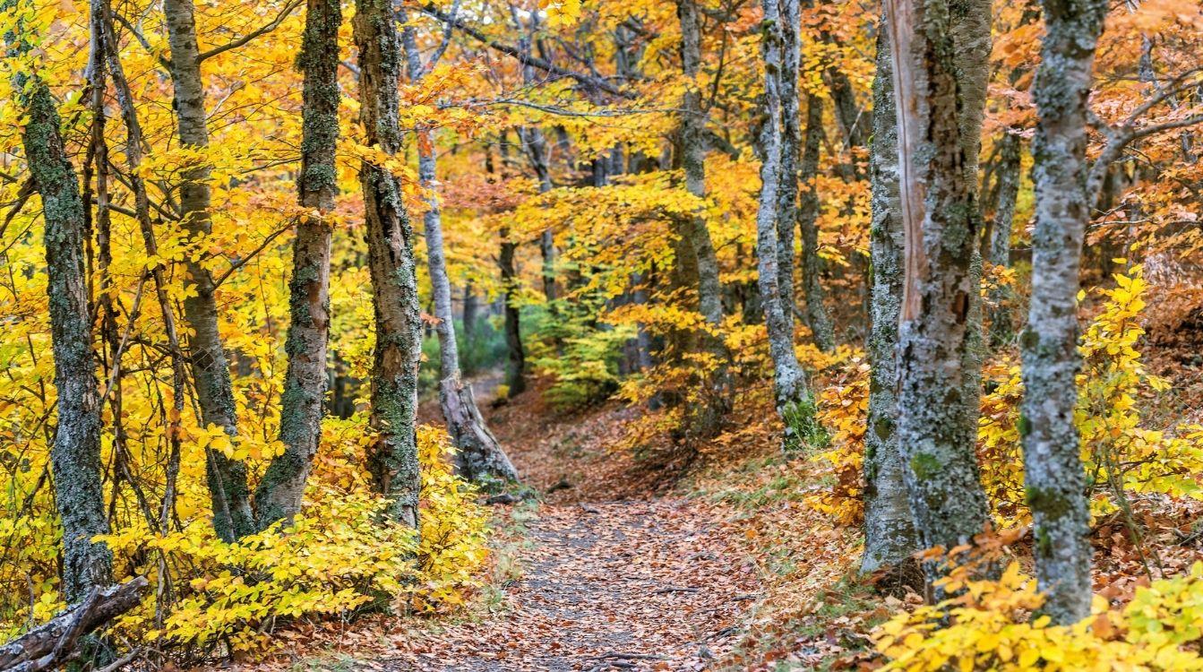 El Hayedo de Tejera Negra en Guadalajara fue declarado Patrimonio Mundial de la Unesco y en otoño se llena de color. © Turismo de Castilla-La Mancha / David Blázquez