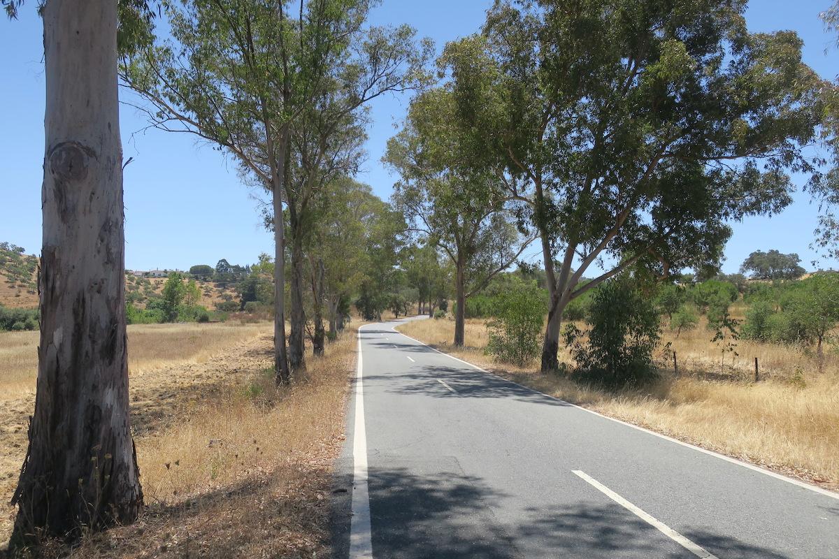 Las carreteras de Portugal como la N2 mantienen los árboles en las cunetas ©Leequid Magazine