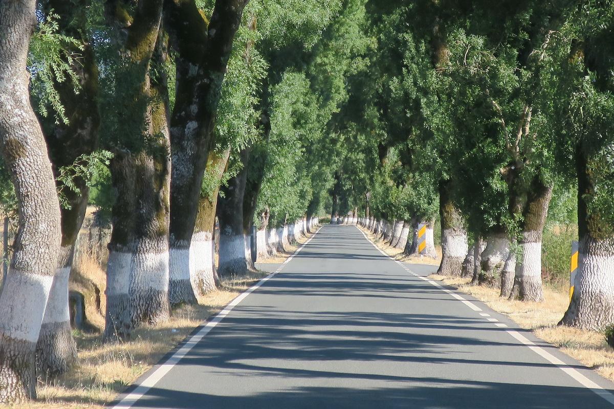 Una carretera con árboles a los lados en el Alentejo ©Leequid Magazine