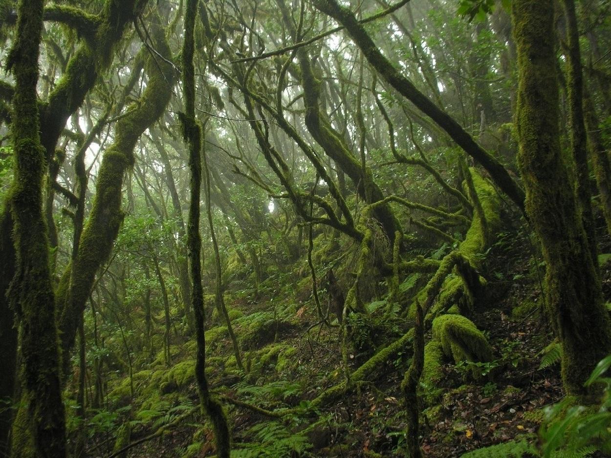 Parque Nacional del Garajonay, en La Gomera. Europa Press