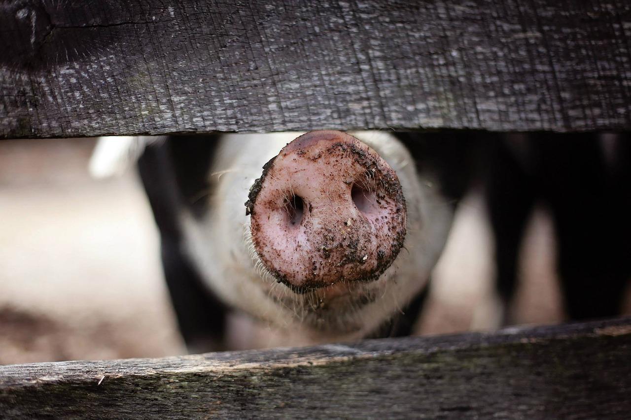 Imagen de recurso de un cerdo en una granja. Fuente: Pixabay.