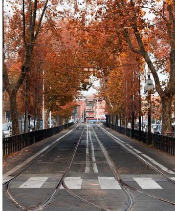 Árboles en una calle con paso de cebra