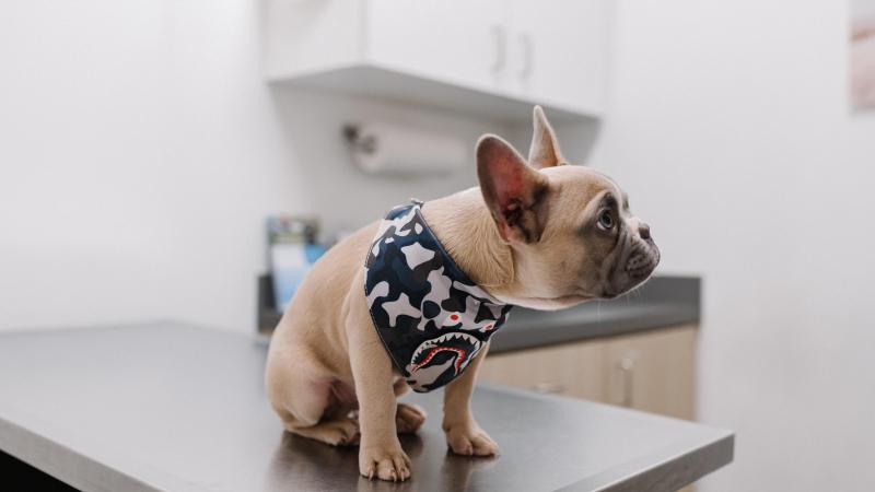 imagen de un cachorro de perro.