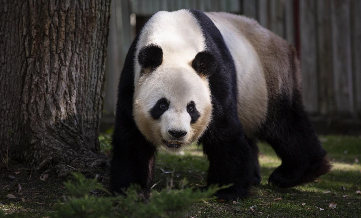El oso panda Bing Xing en el Zoo Aquarium de Madrid, a 12 de agosto de 2021, en Madrid. EP