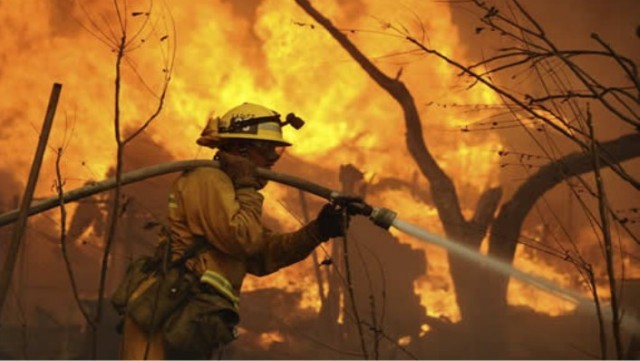 ¿La regeneración de un ecosistema después de un incendio se puede acelerar?