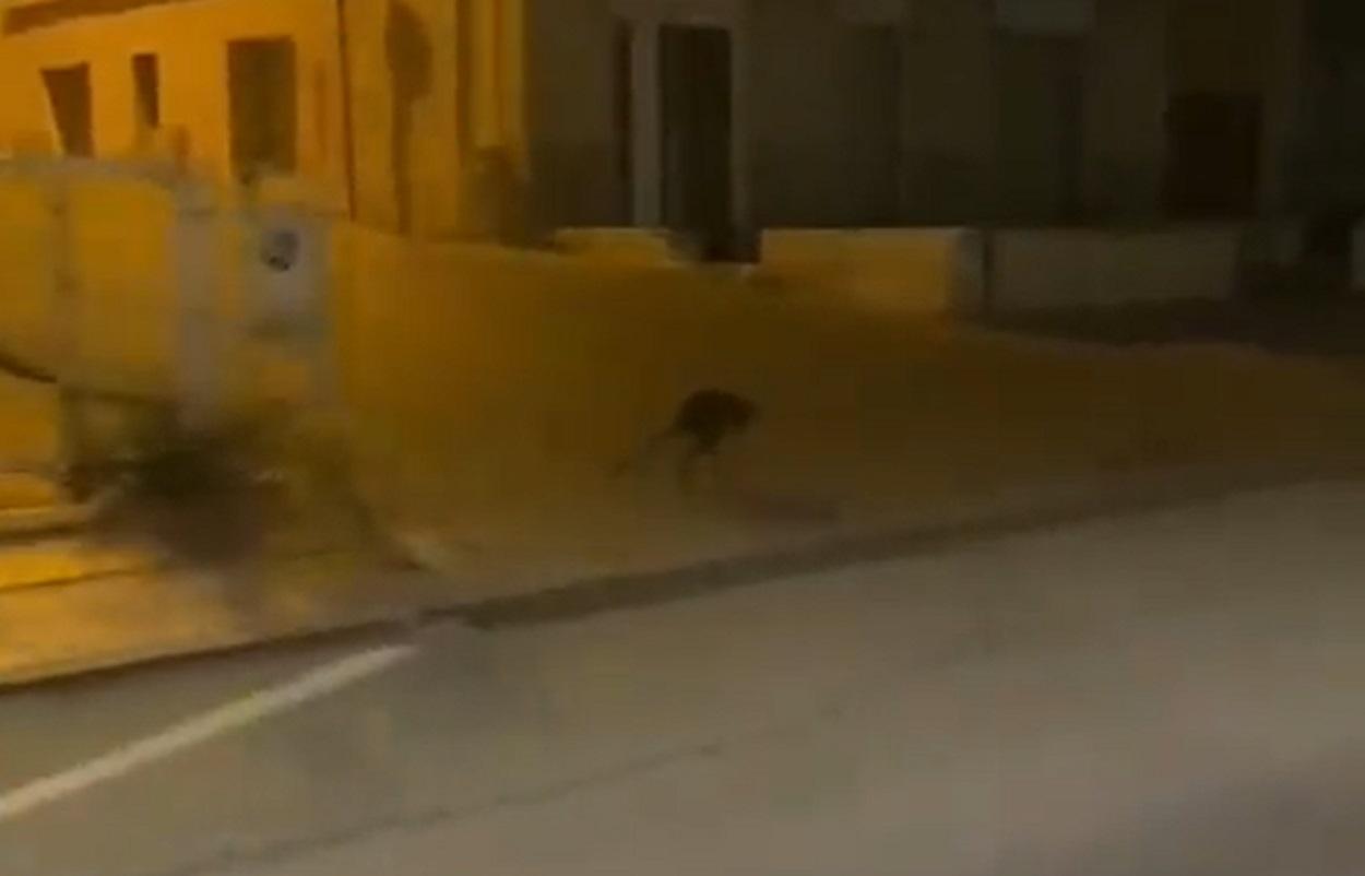 Un canguro, en una pedanía murciana tras escaparse de una parcela. Twitter