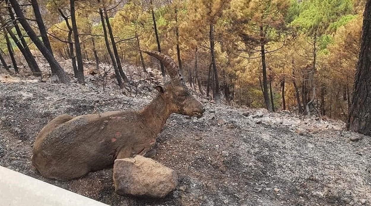 Una cabra montés víctima de las llamas. ICOV