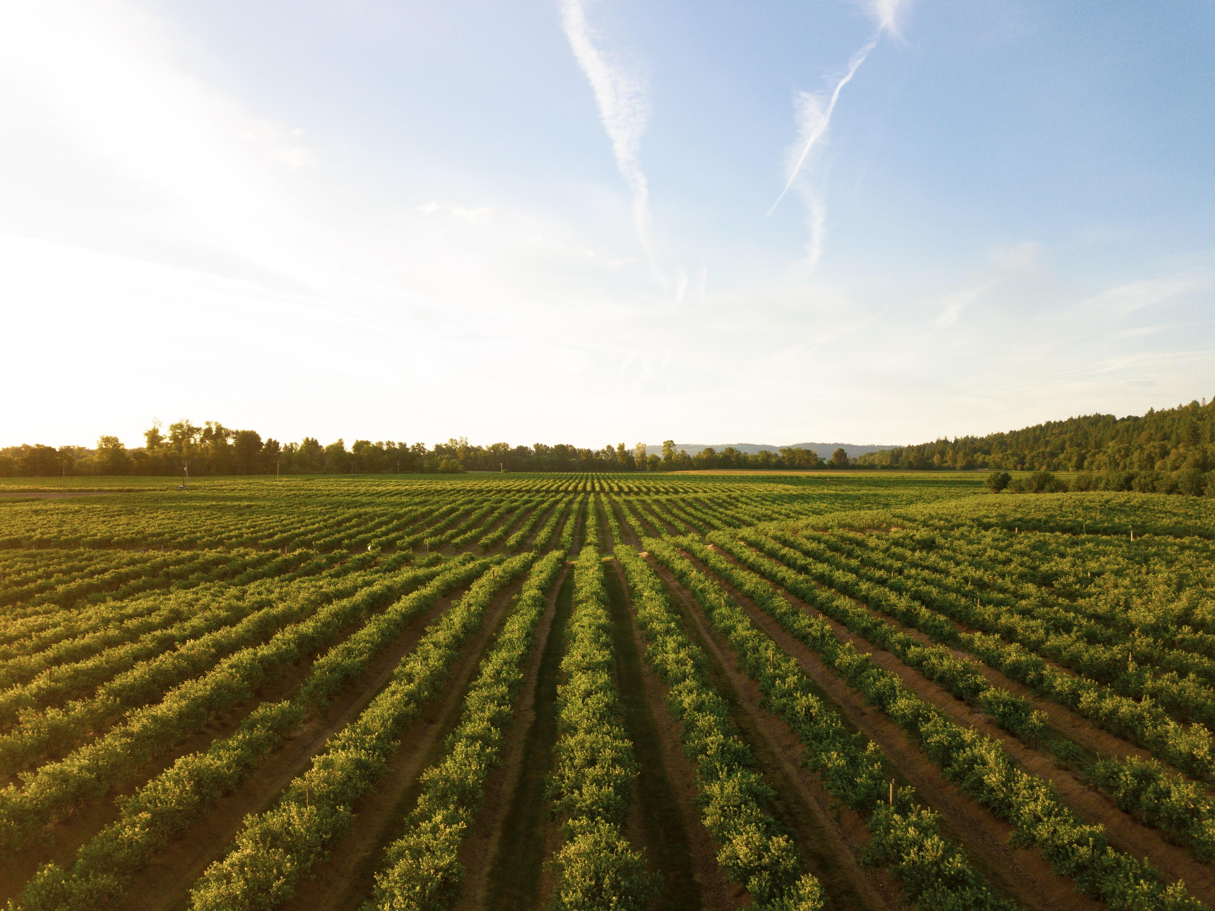 Campo agrícola. Unsplash