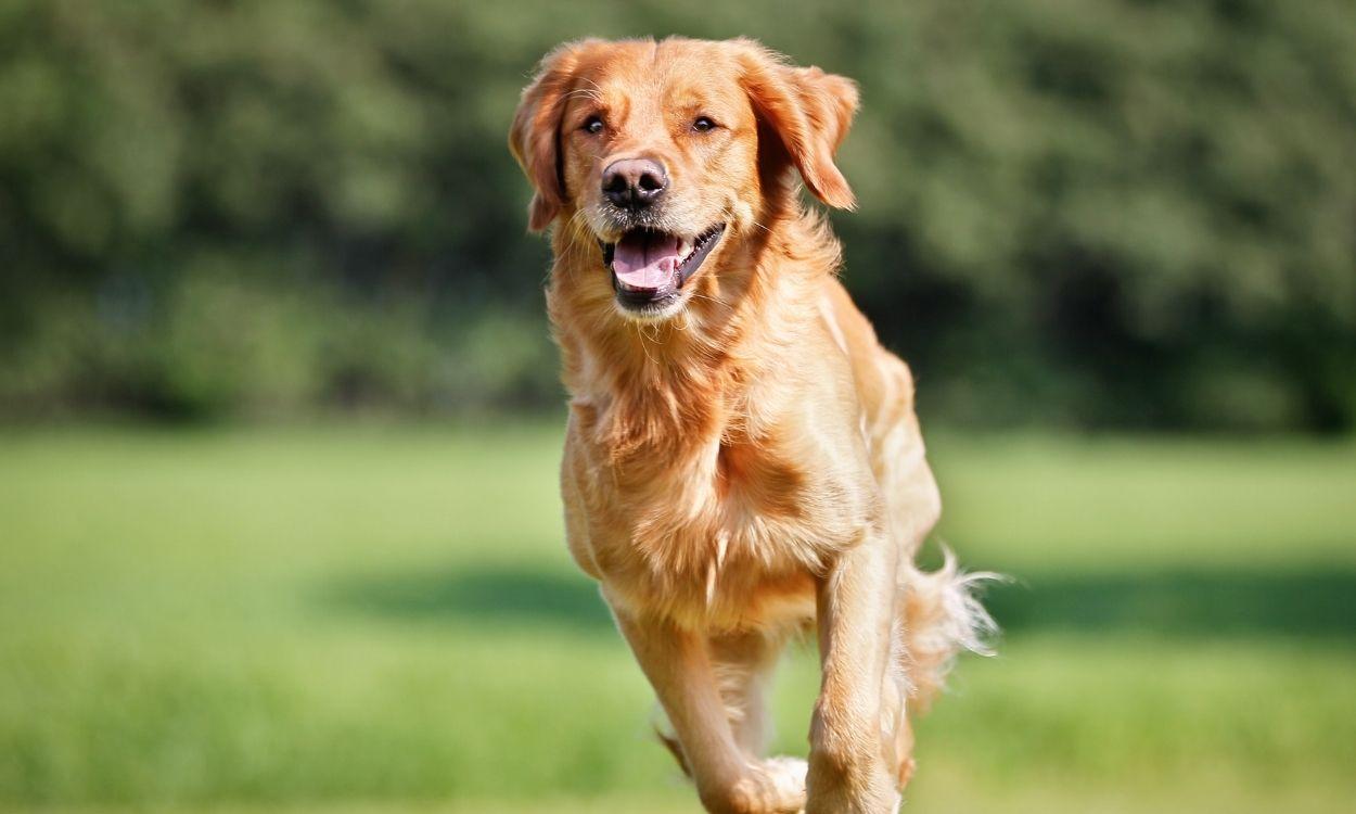 Un perro corre por el campoa