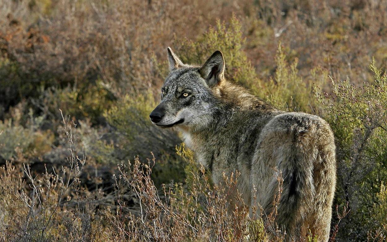 Un lobo ibérico en una imagen de archivo