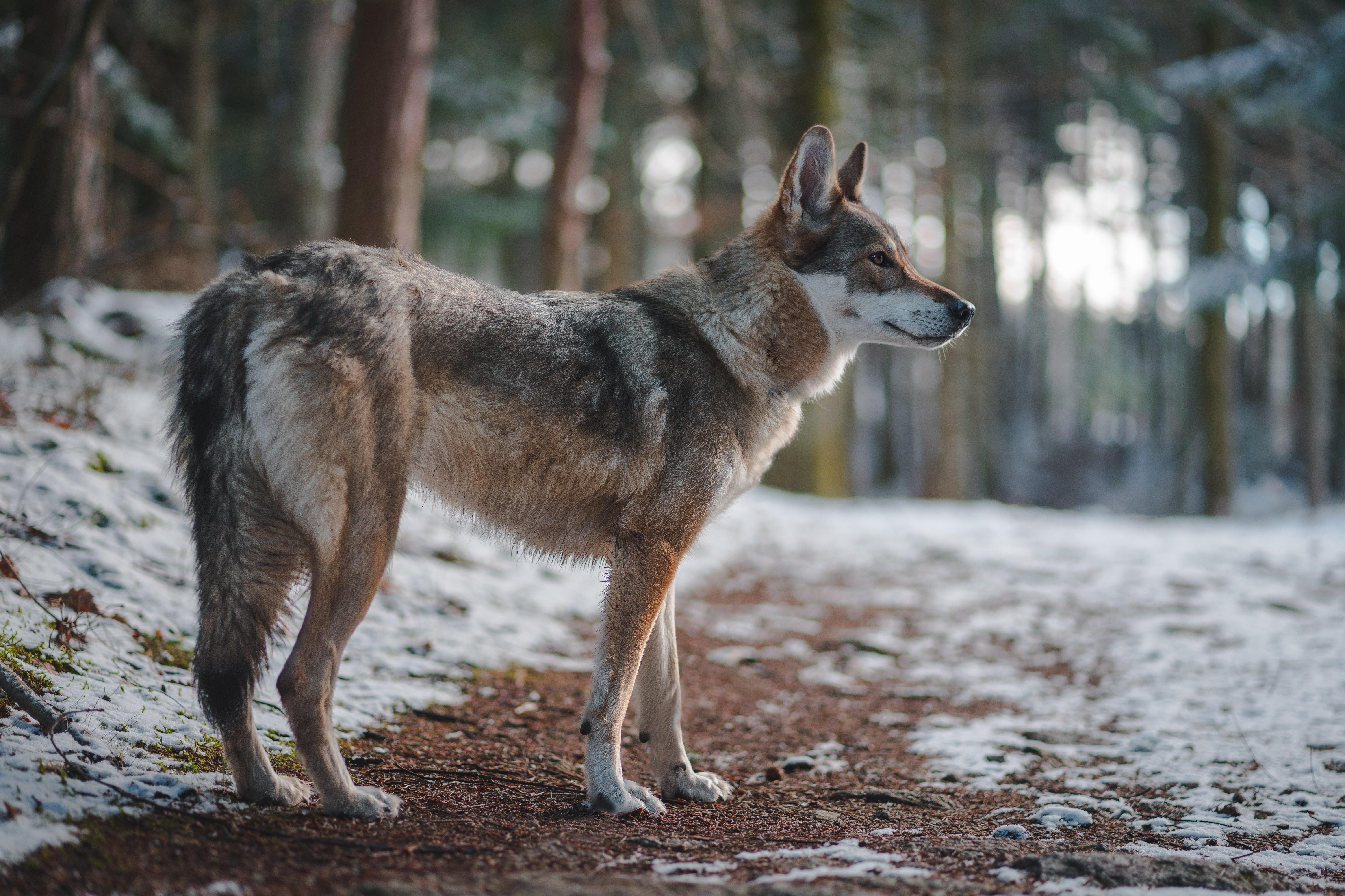 Lobo