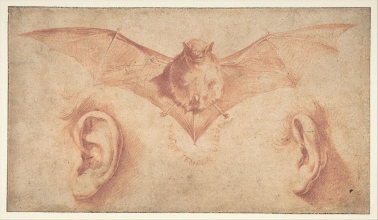 Dibujo de un murciélago, obra de José Ribera.
