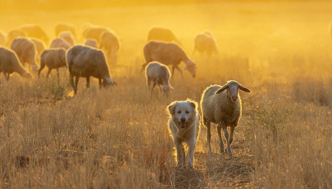 El Gobierno trabaja en una nueva ley de bienestar animal