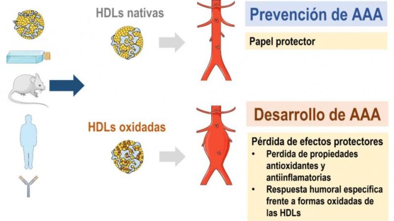 Respuesta inmunitaria a la oxidación de las HDLs