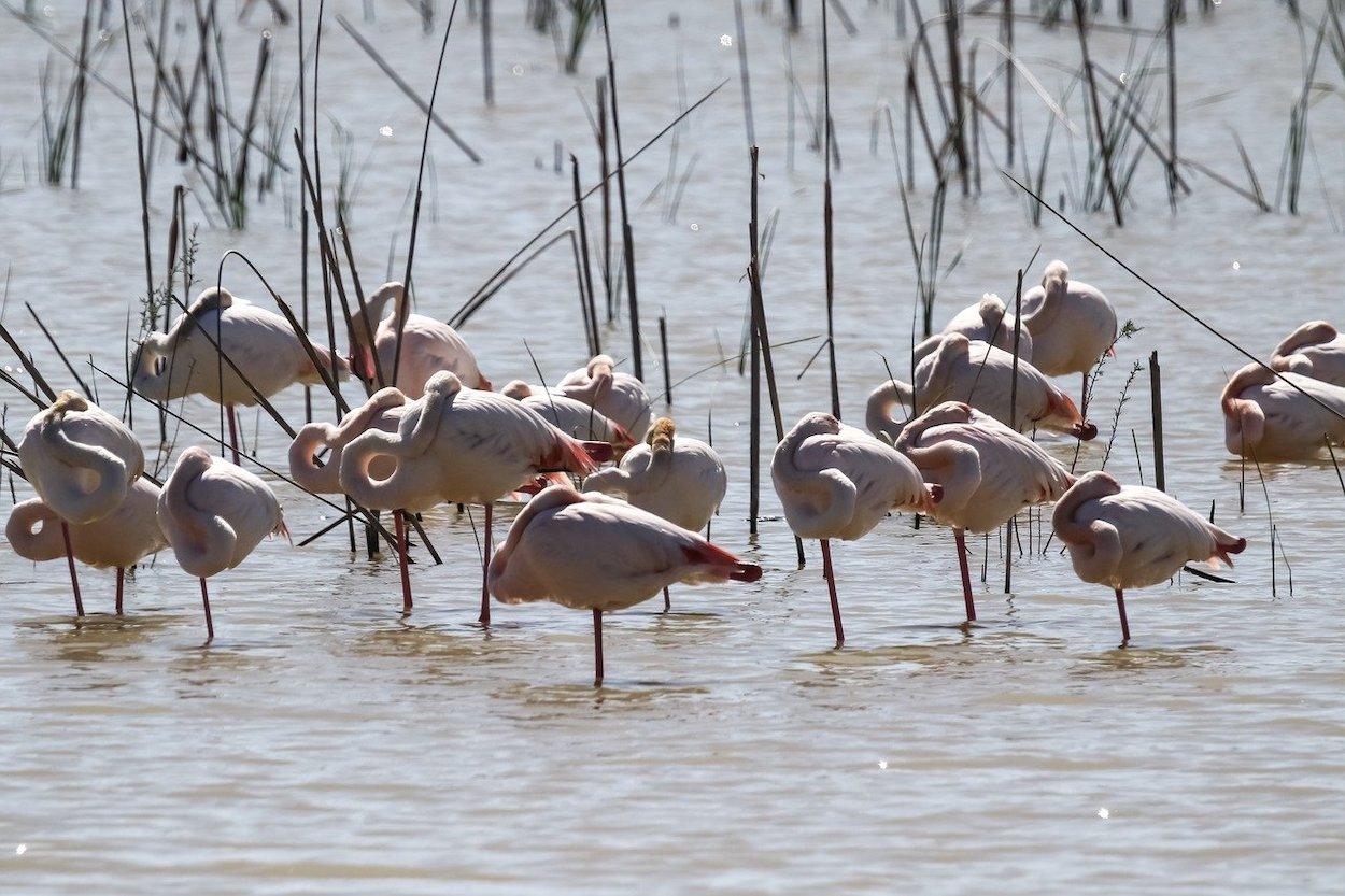 El Parque Nacional de Doñana es un buen lugar para el avistamiento de aves