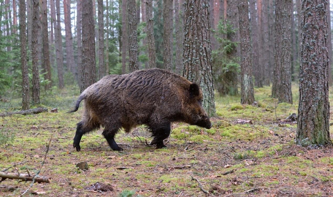 La Fiscalía de Ourense pide cárcel para dos cazadores por la muerte de otro en una batida de jabalí