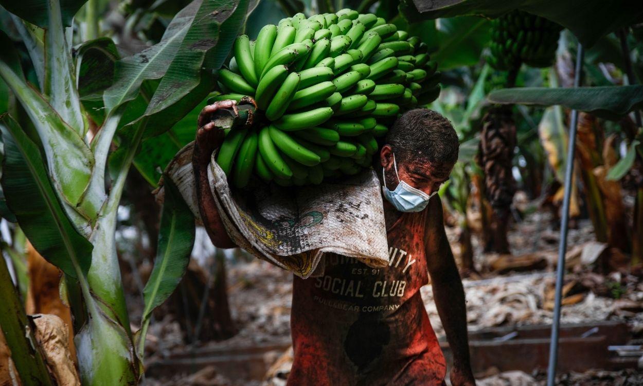 Un agricultor lleno de ceniza recoge una piña de plátanos en La Palma (Canarias). EP