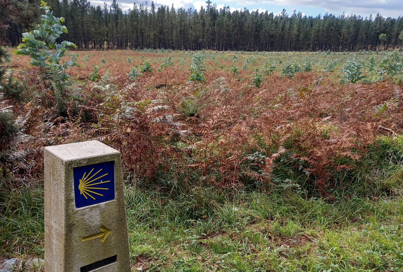 Las normas que ha impulsado la Xunta de Galicia van en contra de las especies autóctonas (Foto: Adega).