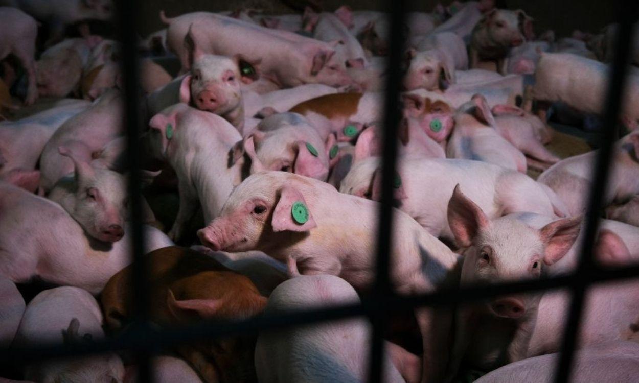 Imagen de una granja porcina. Foto Greenpeace. 