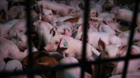 Imagen de una granja porcina. Foto Greenpeace.