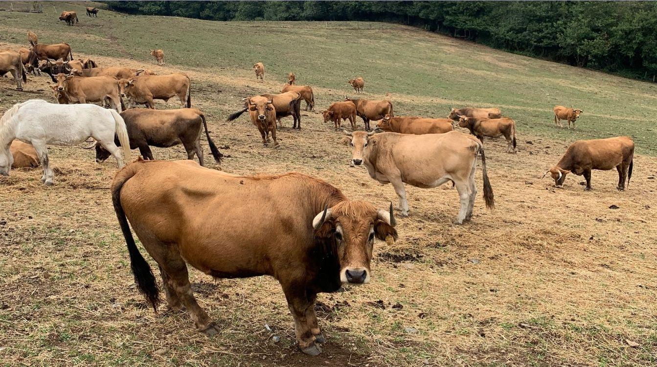 La ganadería en Galicia sigue el método tradicional, que pasa de padres a hijos y supone un respeto absoluto a la sostenibilidad, tanto de los animales como de su entorno