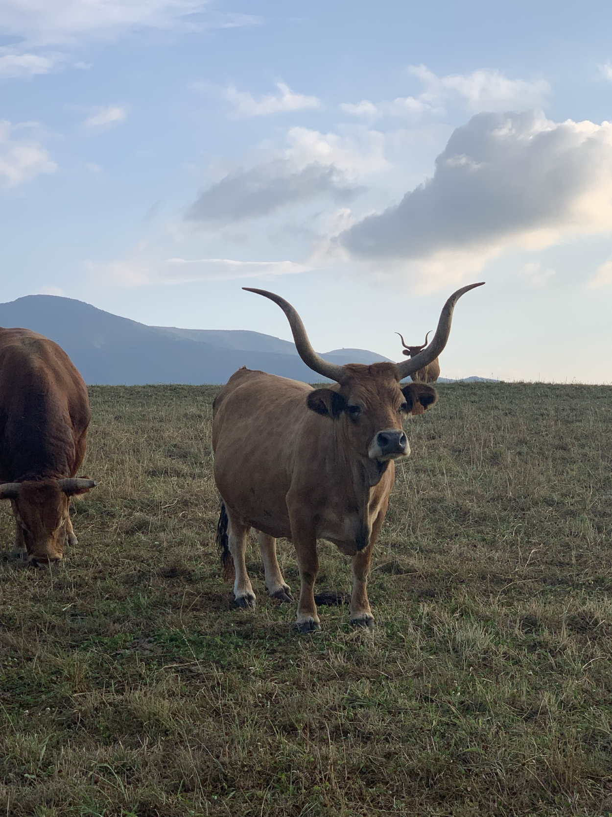 Los animales son un miembro más de la familia en Galicia