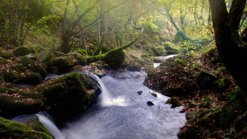 Hayedo de Alto Bernesga. Web de Turismo de Castilla y León.