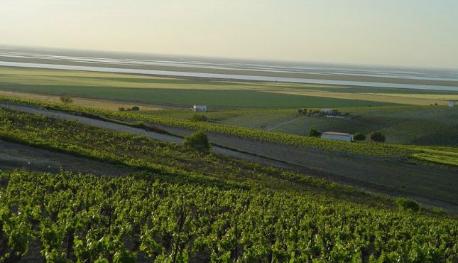 Ruta del Vino y el Brandy Marco de Jerez