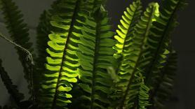 Plantas que ayudan a combatir la humedad en casa