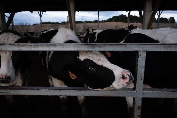 Vacas en una macrogranja. EP.