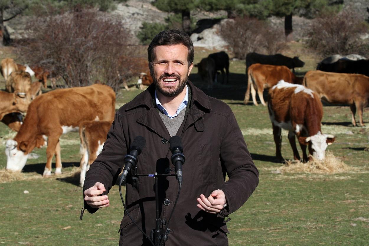 El presidente del PP, Pablo Casado, ofrece declaraciones a los medios, durante su visita a una explotación ganadera extensiva de vacuno en Navas del Marqués. EP