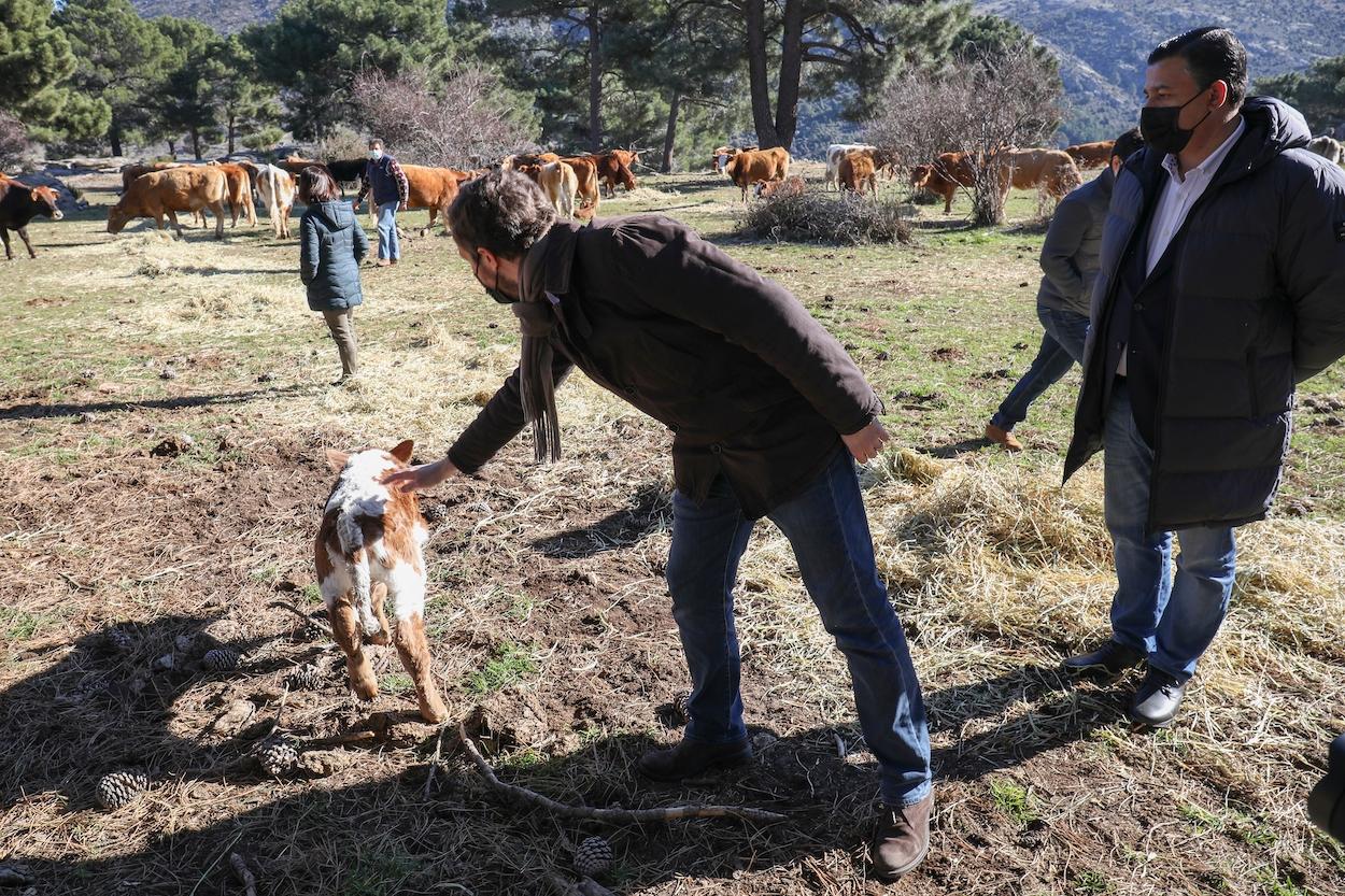 El presidente del PP, Pablo Casado, toca un ternero. EP