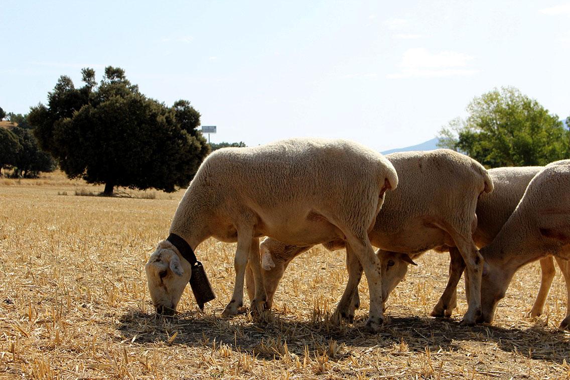 El cordero lechal es la cría de la oveja con aproximadamente 1 mes de vida, que se ha alimentado a base de la leche materna durante toda su vida y que ha vivido al amparo de su progenitora en absoluta libertad