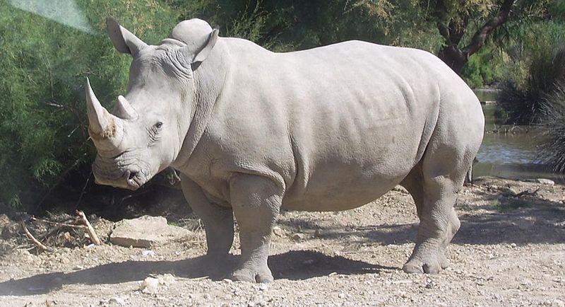 Rinoceronte blanco del norte