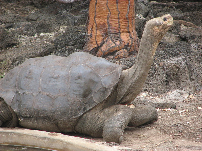 Tortuga gigante de Pinta